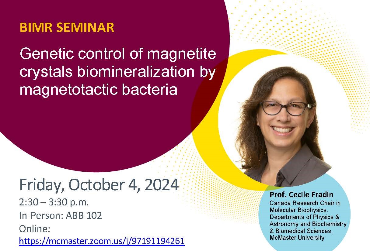 Genetic control of magnetite crystals biomineralization by magnetotactic bacteria